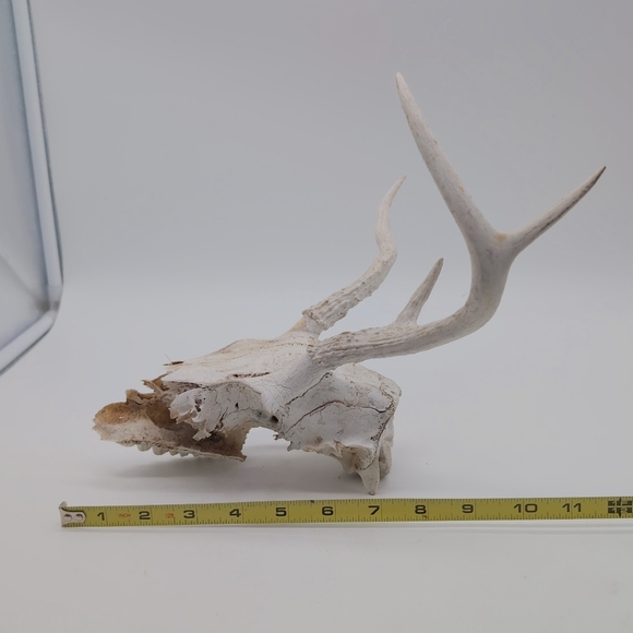 Abnormal Decorative Antlered Deer Skull For Art Projects - Picture 2 of 5